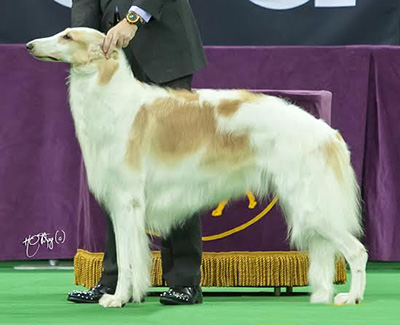 Top Conformation Borzoi 2016